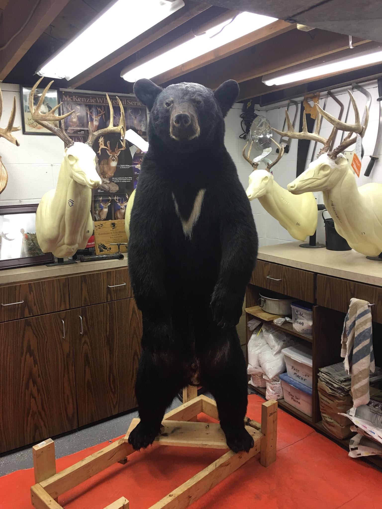 2016 Red Oak bear life size mount