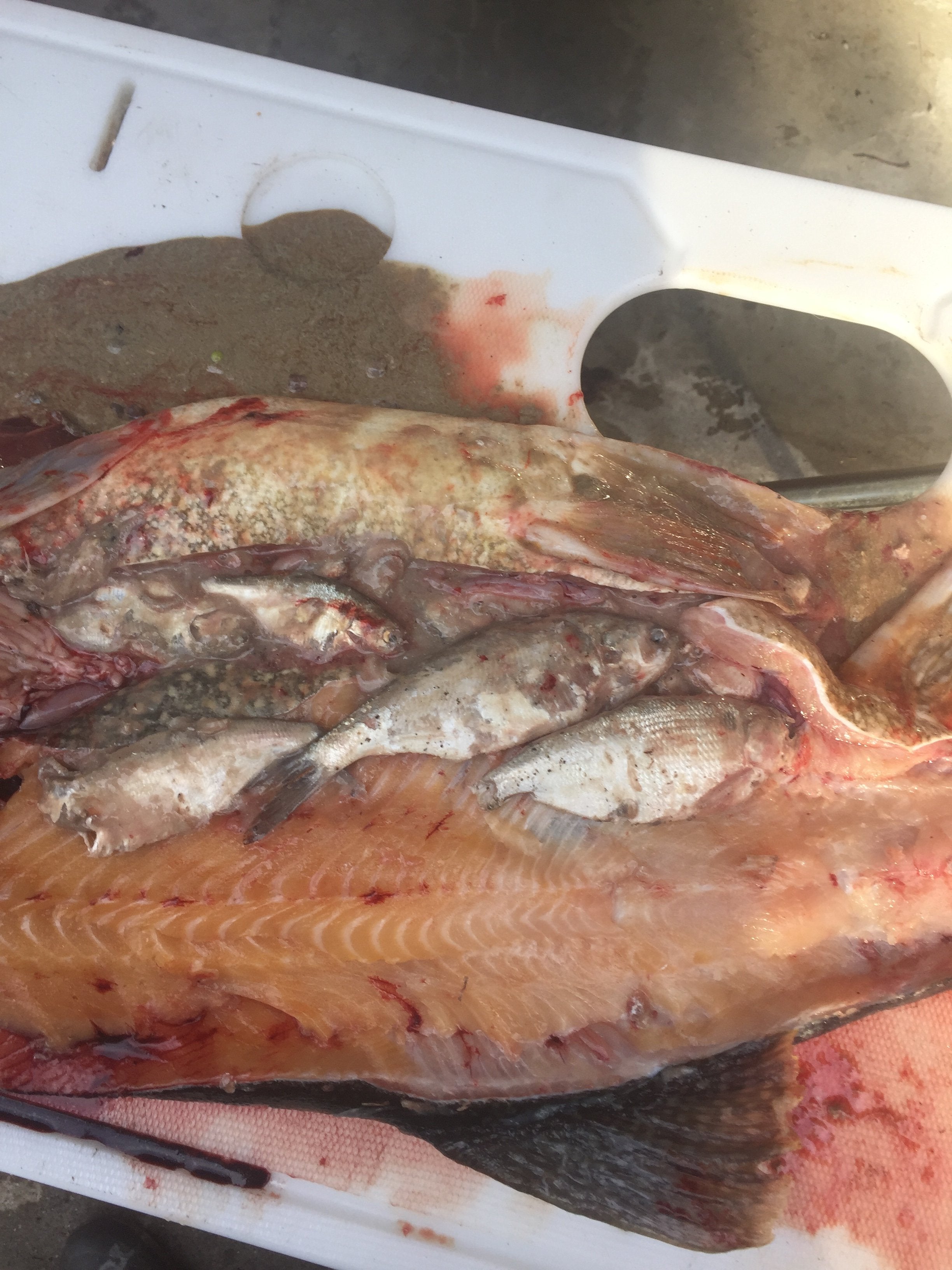 Primary baitfish of Lake Huron walleye/smallmouth?
