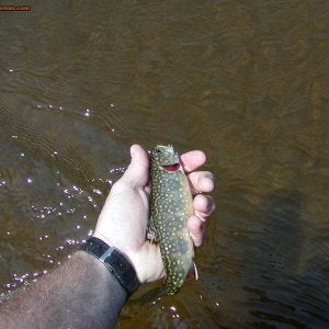 Manistee Brook Trout